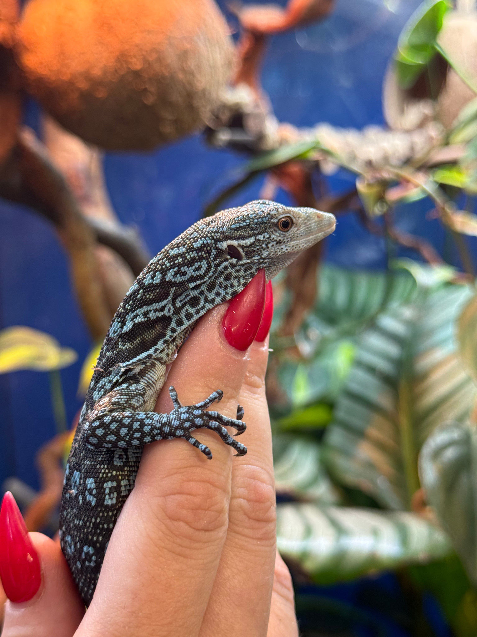 Blue Spotted Tree Monitor, Varanus macraei Roonami