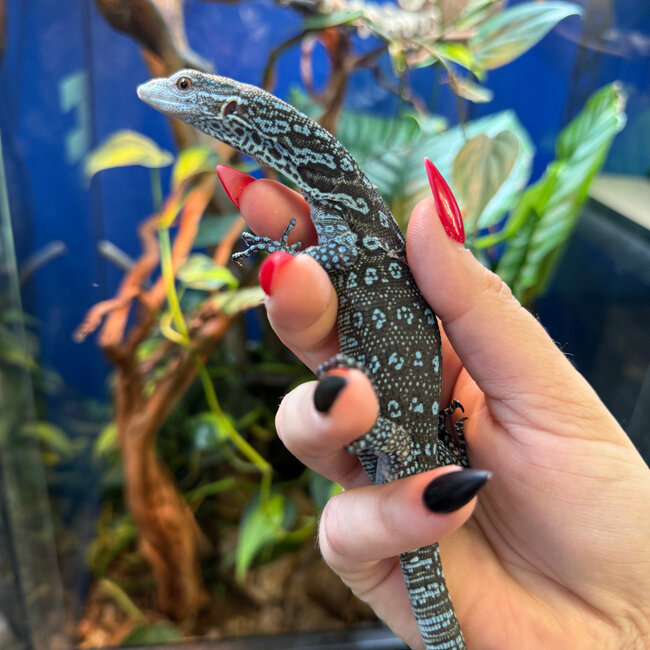 Blue Spotted Tree Monitor, Varanus macraei