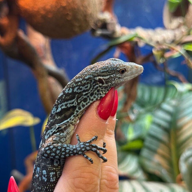 Blue Spotted Tree Monitor, Varanus macraei