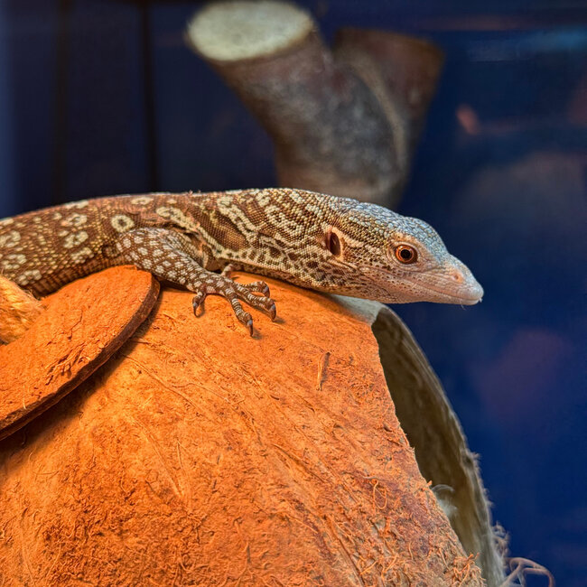 Blue Spotted Tree Monitor, Varanus macraei