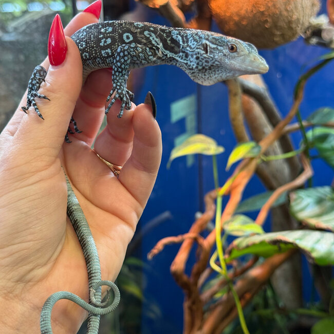 Blue Spotted Tree Monitor, Varanus macraei