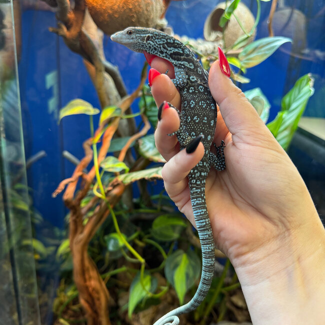 Blue Spotted Tree Monitor, Varanus macraei