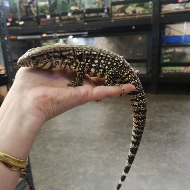 Black and White Tegu Baby