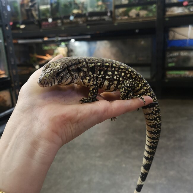 Black and White Tegu Baby