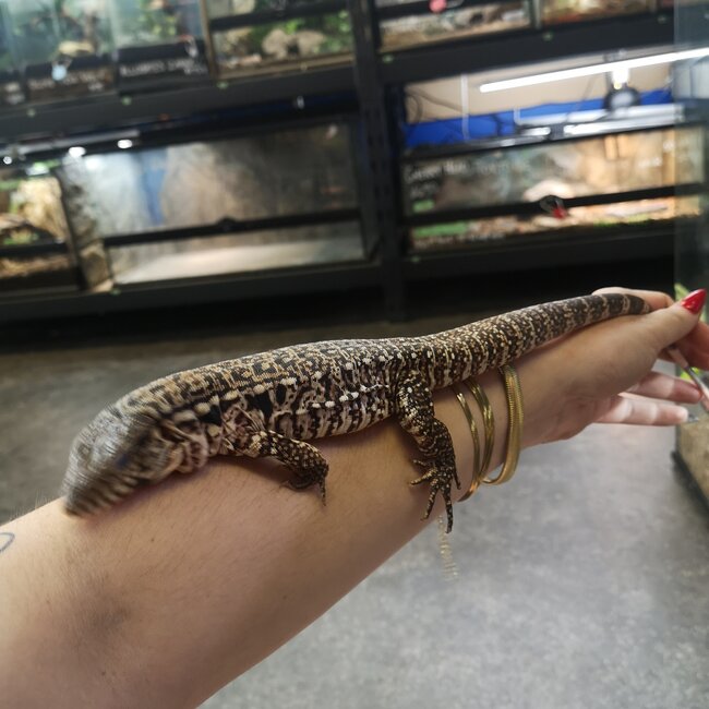 Red Tegu CB