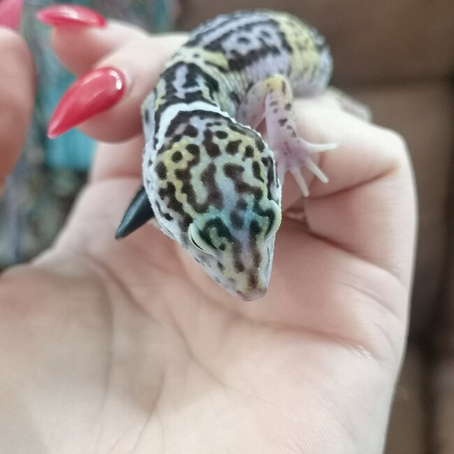 Satpura Leopard Gecko, Eublepharis satpuraensis