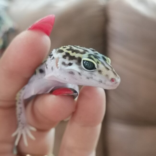 Satpura Leopard Gecko, Eublepharis satpuraensis