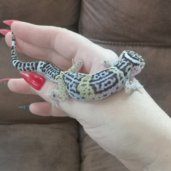 Satpura Leopard Gecko, Eublepharis satpuraensis