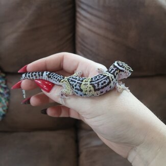 Satpura Leopard Gecko, Eublepharis satpuraensis