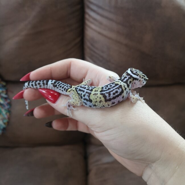 Satpura Leopard Gecko, Eublepharis satpuraensis