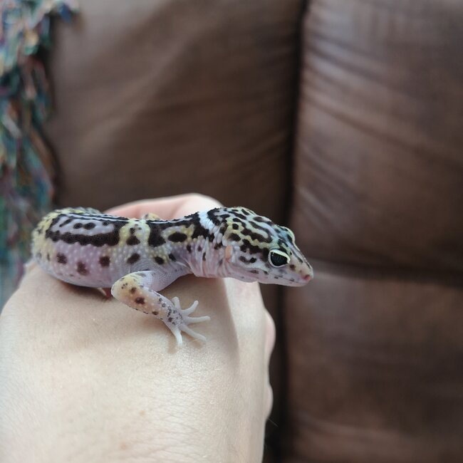 Satpura Leopard Gecko, Eublepharis satpuraensis