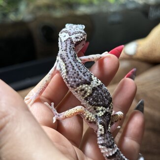 Mack Jungle Leopard Gecko