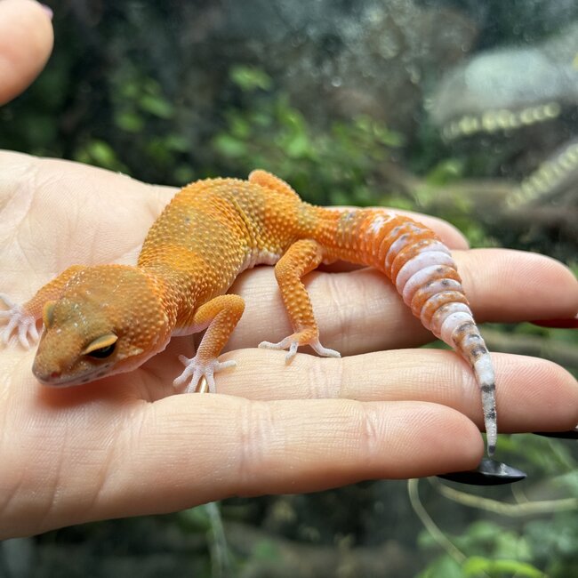 Blood Tangerine Leopard Gecko