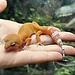 Blood Tangerine Leopard Gecko