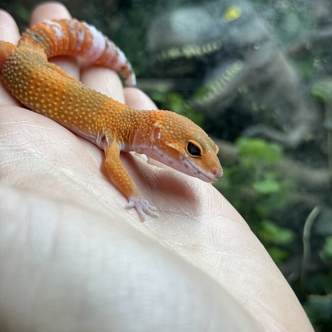 Blood Tangerine Leopard Gecko