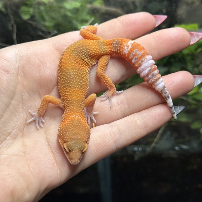 Blood Tangerine Leopard Gecko