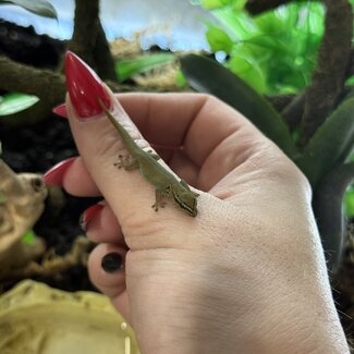 Electric Blue Day Gecko, TSM Lygodactylus williamsi (Captive Bred)