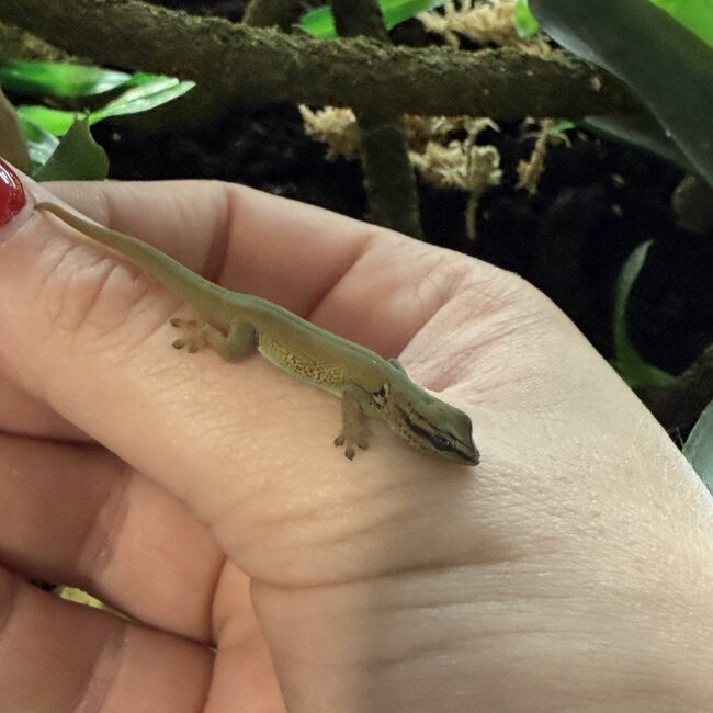 Electric Blue Day Gecko, TSM Lygodactylus williamsi (Captive Bred)