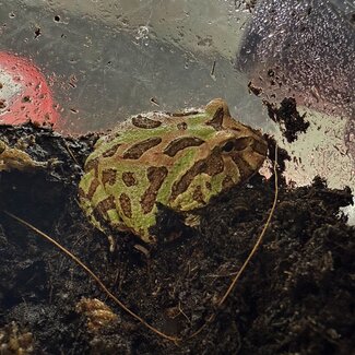 Camo Pacman Frog
