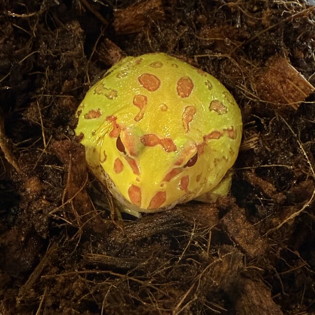 Albino Pacman Frog