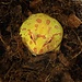 Albino Pacman Frog