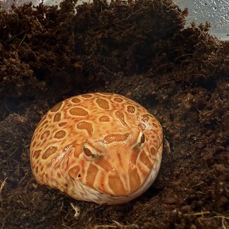 Strawberry Pacman Frog