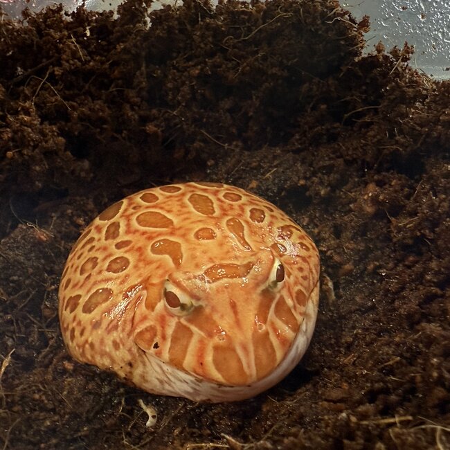 Strawberry Pacman Frog