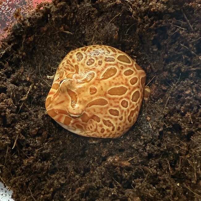 Strawberry Pacman Frog