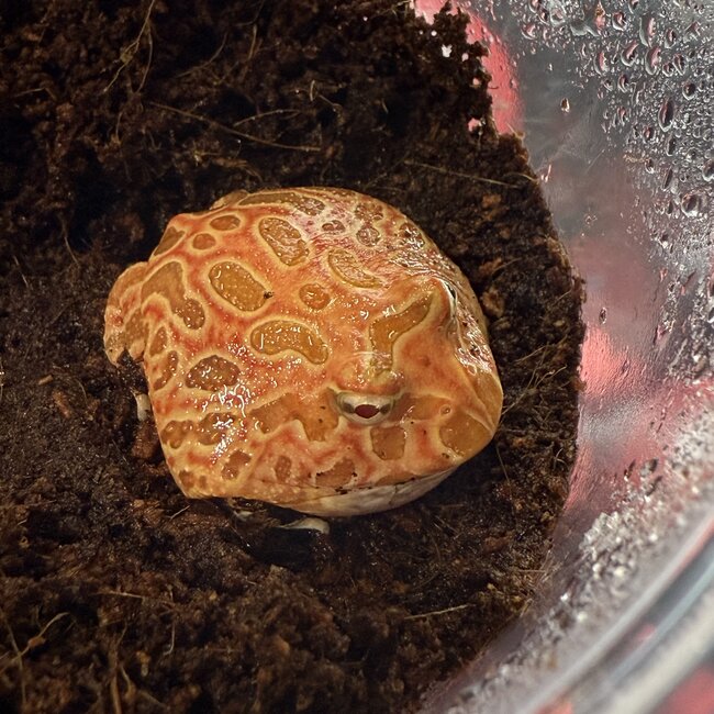 Strawberry Pacman Frog