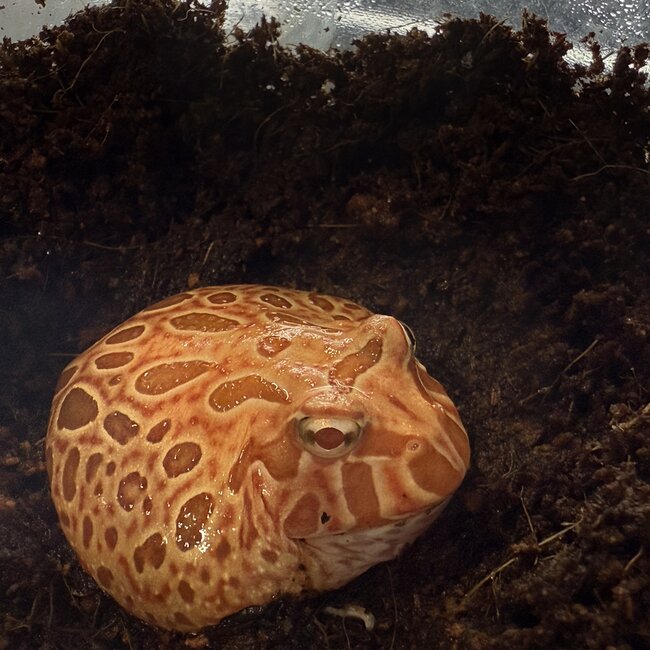 Strawberry Pacman Frog