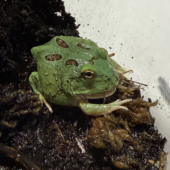 Peppermint Blue Pacman Frog
