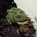 Peppermint Blue Pacman Frog