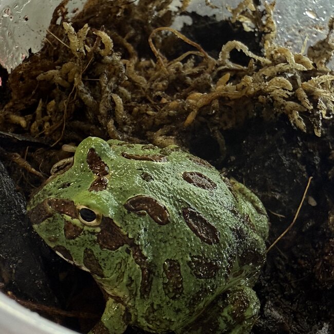 Peppermint Blue Pacman Frog