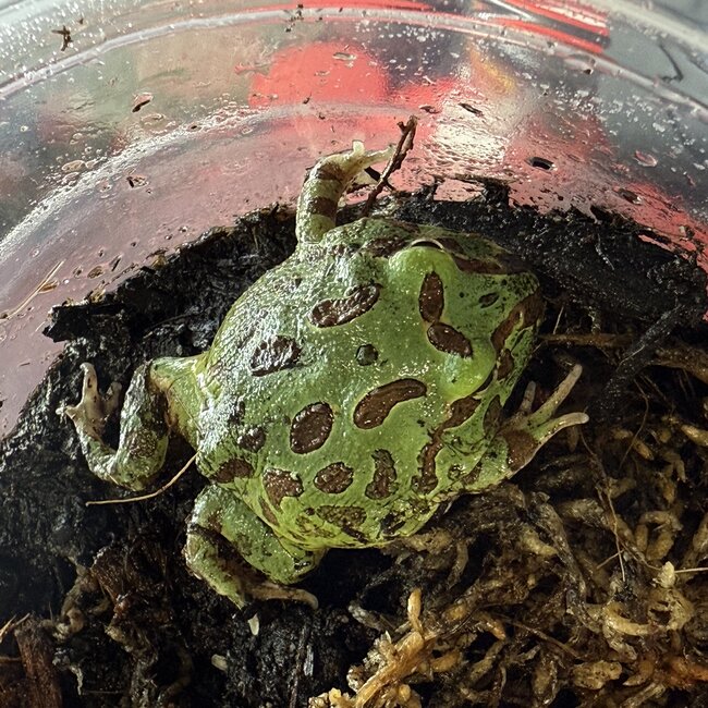 Peppermint Blue Pacman Frog