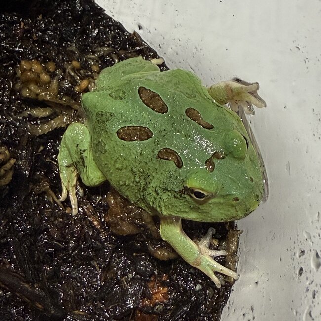 Peppermint Blue Pacman Frog