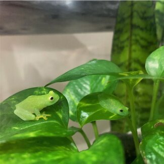Fleischmann's Glass Frog, Hyalinobatrachium fleischmanni