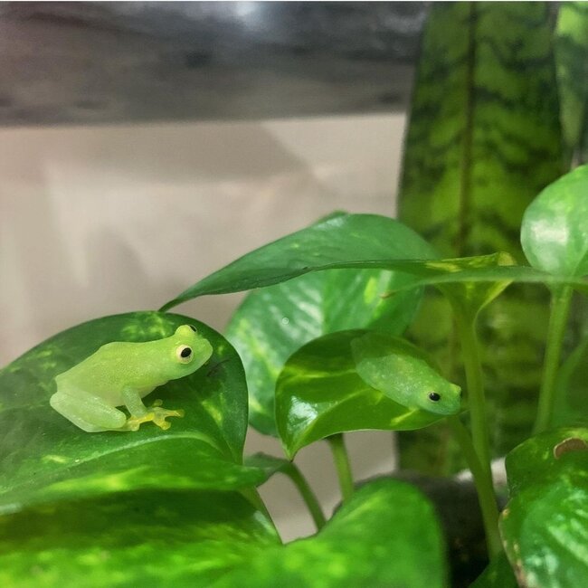 Northern Glass Frog, Hyalinobatrachium fleischmanni