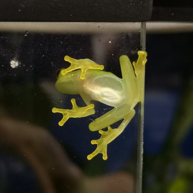 Fleischmann's Glass Frog, Hyalinobatrachium fleischmanni