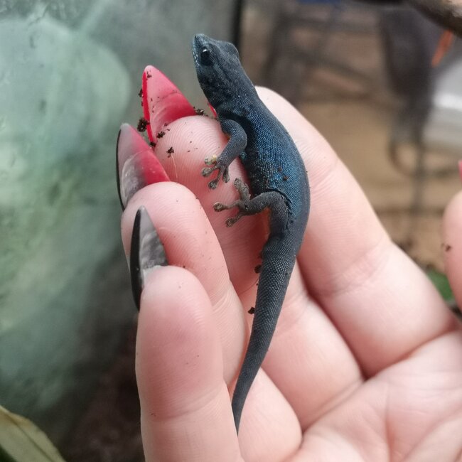 Electric Blue Day Gecko, Lygodactylus williamsi Male (Captive Bred)
