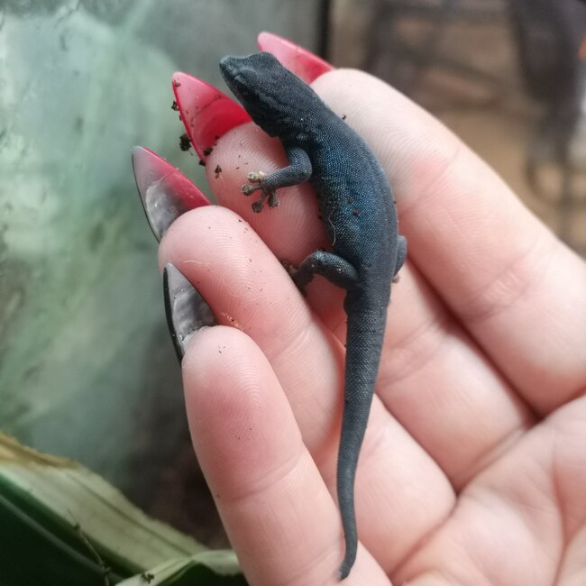 Electric Blue Day Gecko, Lygodactylus williamsi Male (Captive Bred)