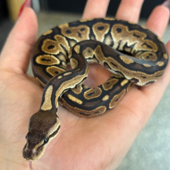 Cinnamon Ball Python