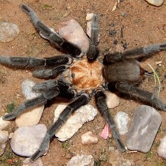Aphonopelma hentzi 'Texas Brown' 0.75-1" Tarantula
