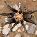 Aphonopelma hentzi 'Texas Brown' 0.75-1" Tarantula