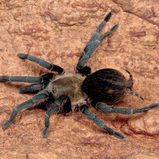 Cyclosternum sp. Cundinamarca 2” Female