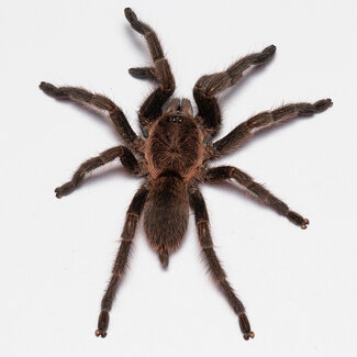 Exilis Bronze, Dolichothele exilis 1.25 - 1.5” tarantula