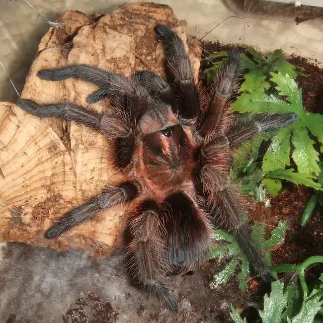 Red Island Birdeater, 2” Female Phormictopus atrichomatus