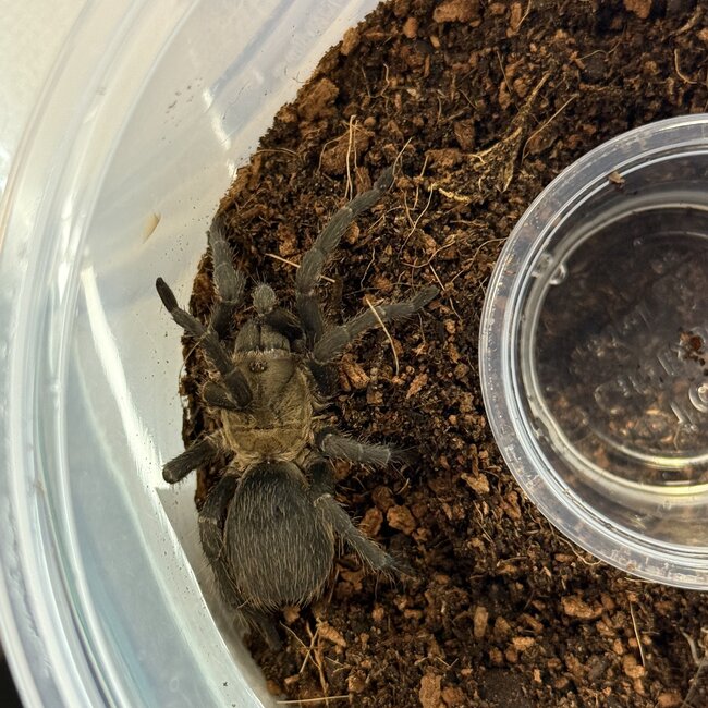 Cyclosternum sp. Cundinamarca 2” Female