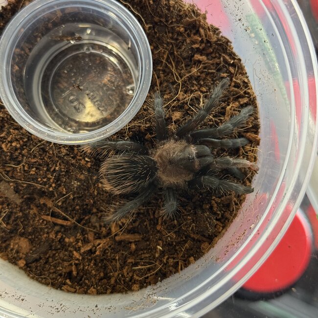 Coyuca Red & Gold, Aphonopelma sp. Coyuca Tarantula