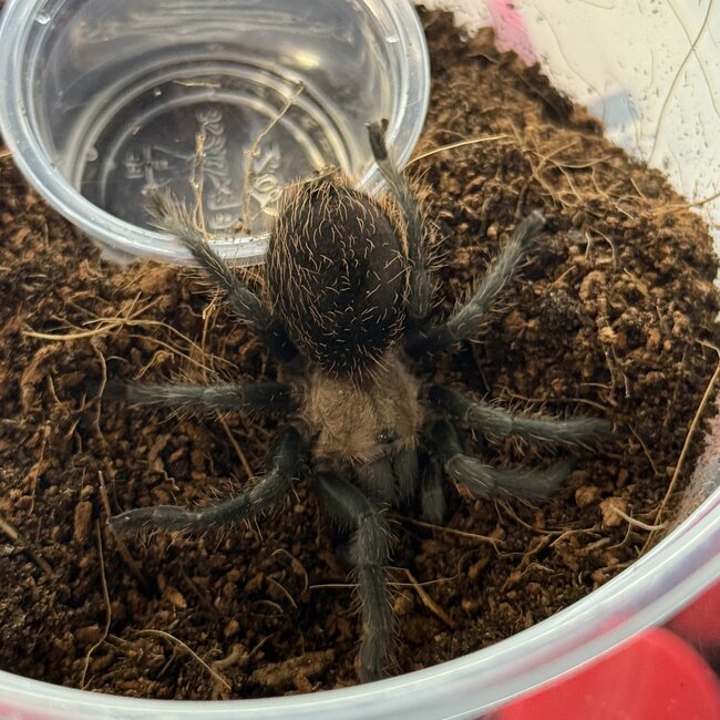 Coyuca Red & Gold, Aphonopelma sp. Coyuca Tarantula