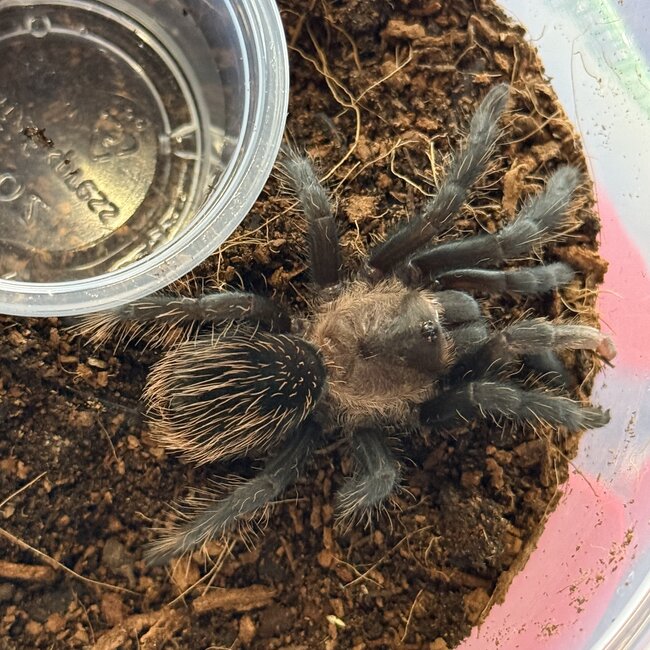 Coyuca Red & Gold, Aphonopelma sp. Coyuca Tarantula